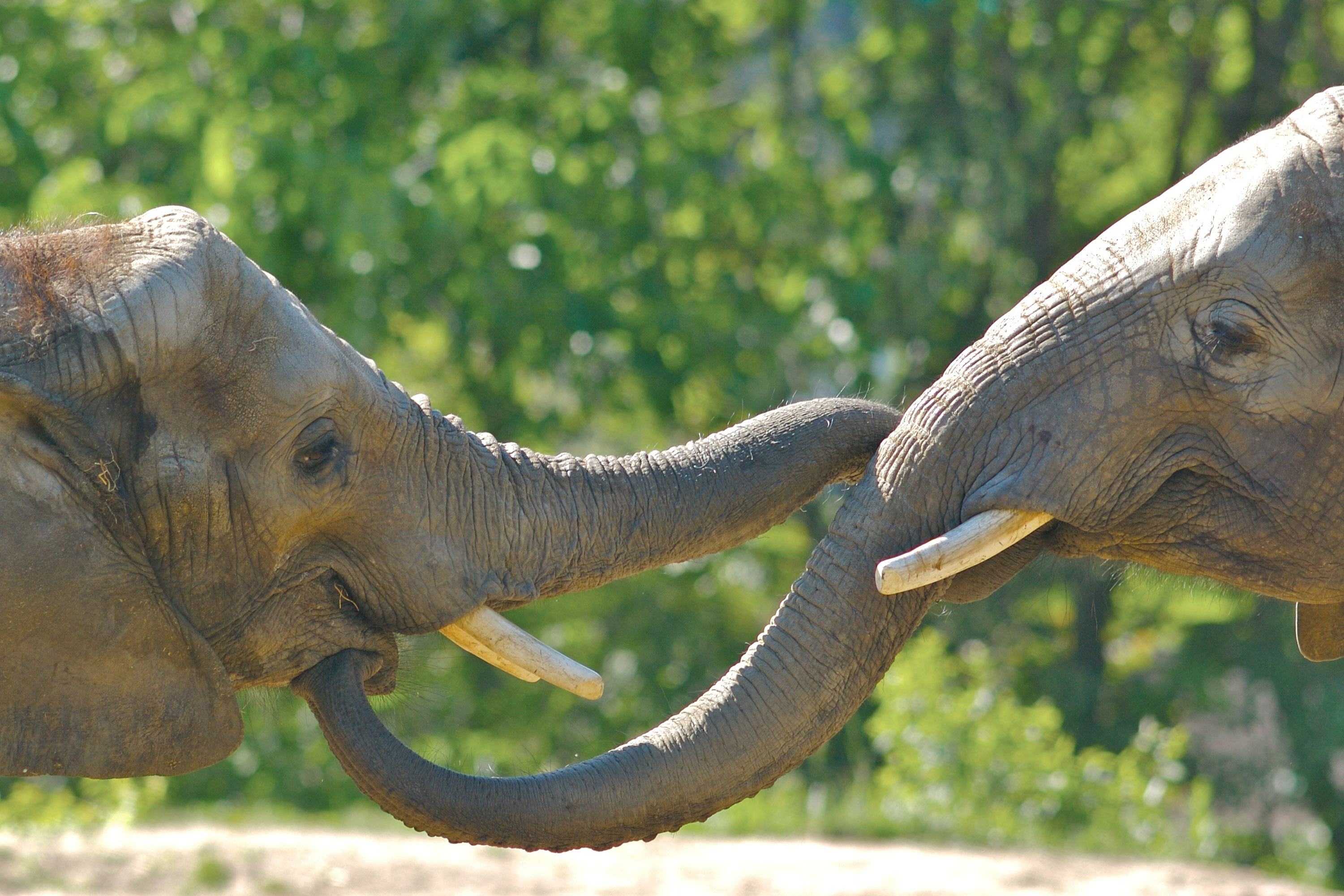 African Elephants could be Extinct in 12 Years