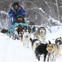 On an adventure with sled dogs in the Yukon