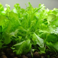 DIY aquaponics project