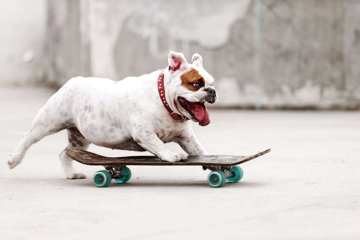 Bull Dog Skateboarding 
