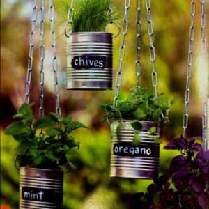 Upcycling Canned herbs
