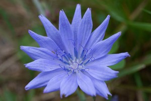 edible flowers