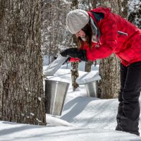 maple tapping video