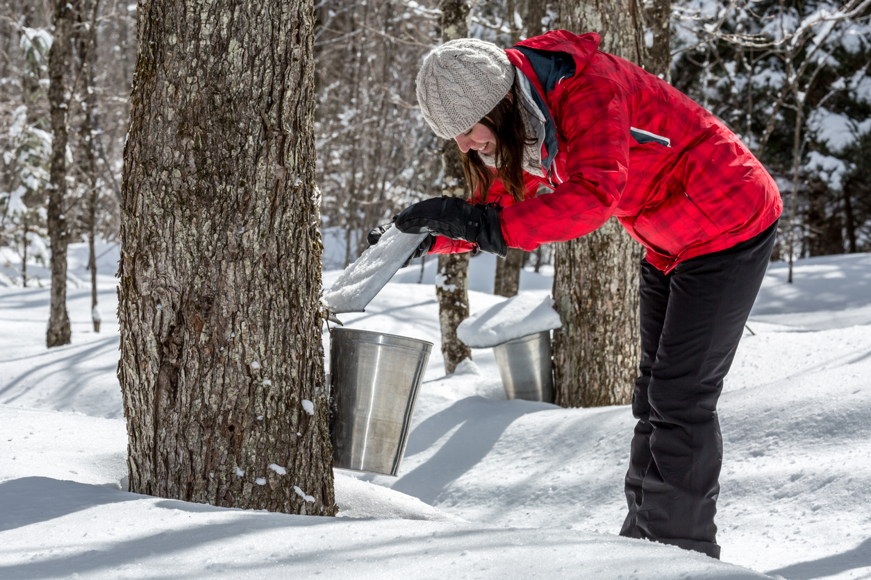 A Kids Guide to Maple Tapping Lets Make Maple Syrup Epub-Ebook