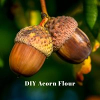 DIY acorn flour
