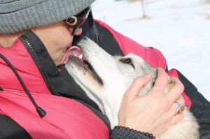 Dog Sledding adventure in the Yukon