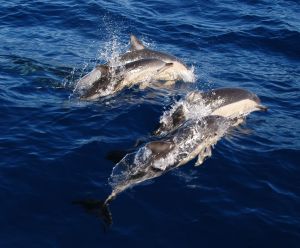 Green living: Dolphins
