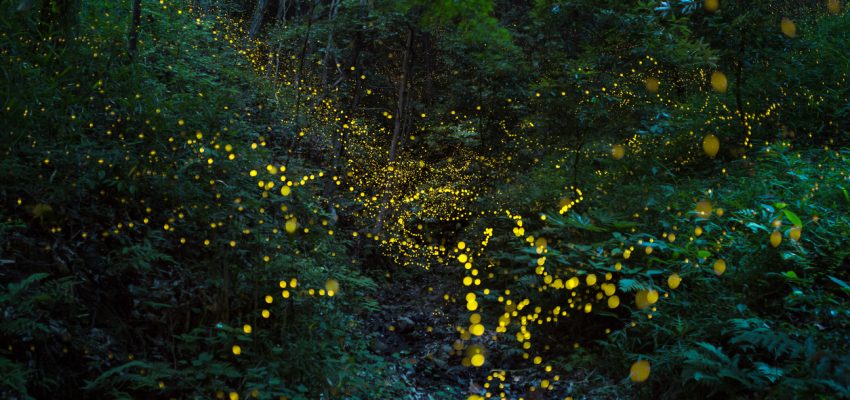 help fireflies