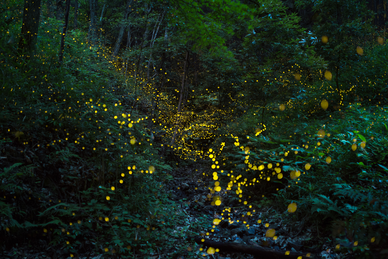 Fireflies