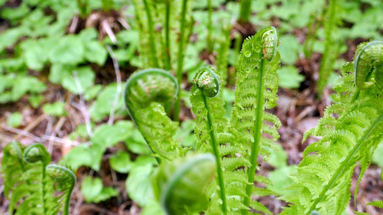 How To Forage For Fiddlehead Ferns - Greenmoxie™