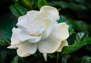 Gardenia cure insomnia