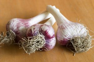 garlic growing tips