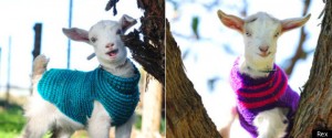 Goats in jerseys courtesy of Huffington Post