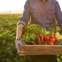 organic pesticide recipe