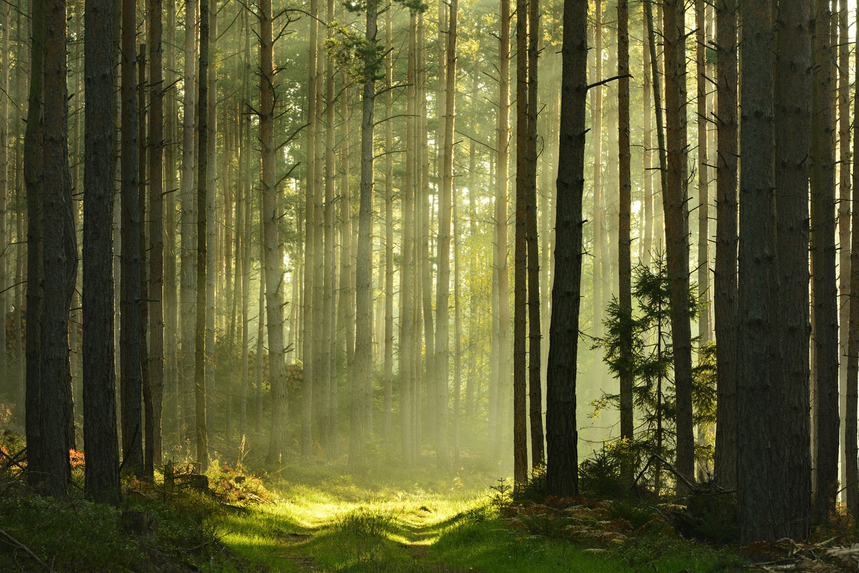 Sunbeams Breaking Through Pine Tree Forest At Sunrise