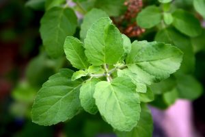 holy basil for anxiety and insomnia