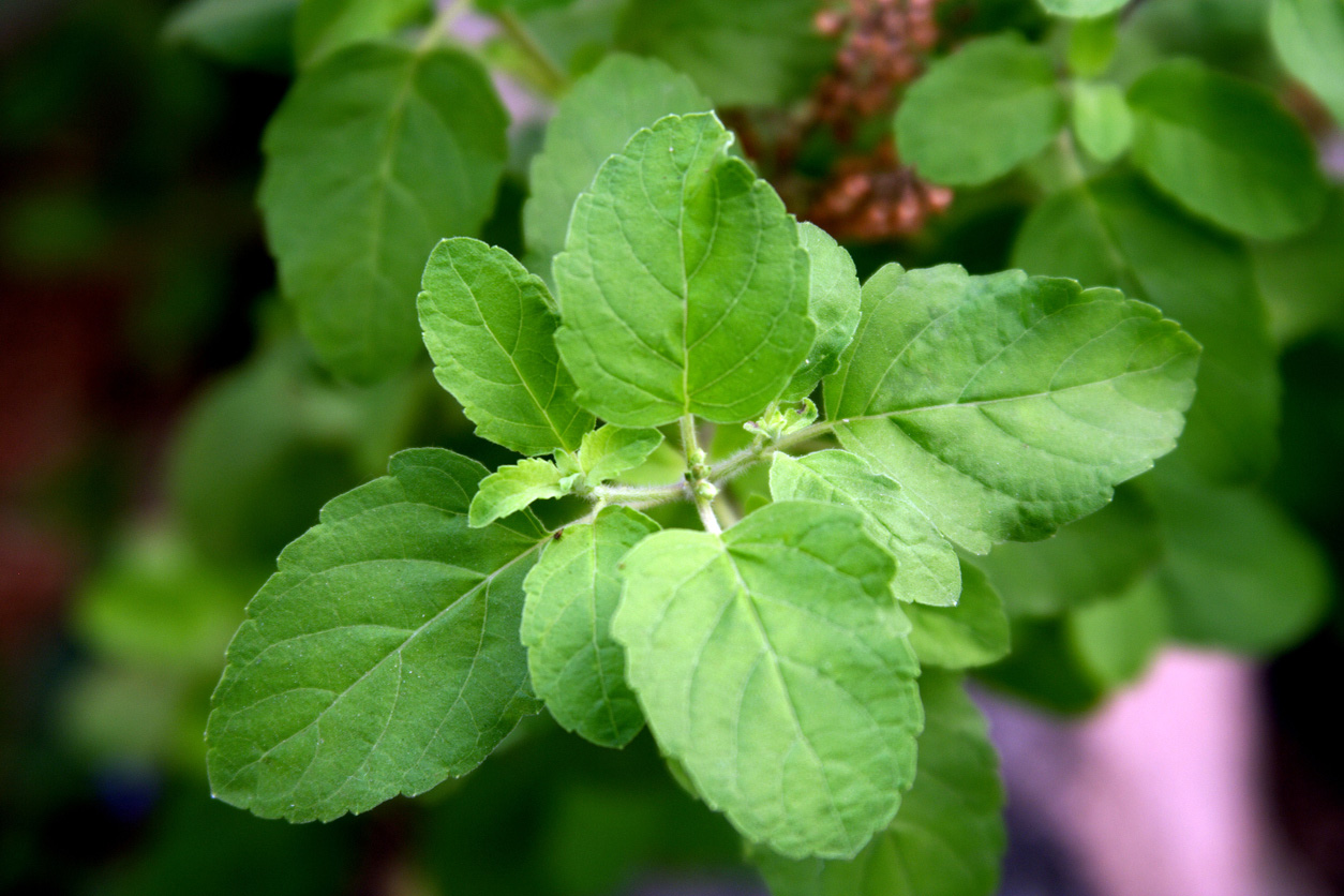 holy-basil-leaves