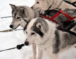 Finland Husky Dog Sledding