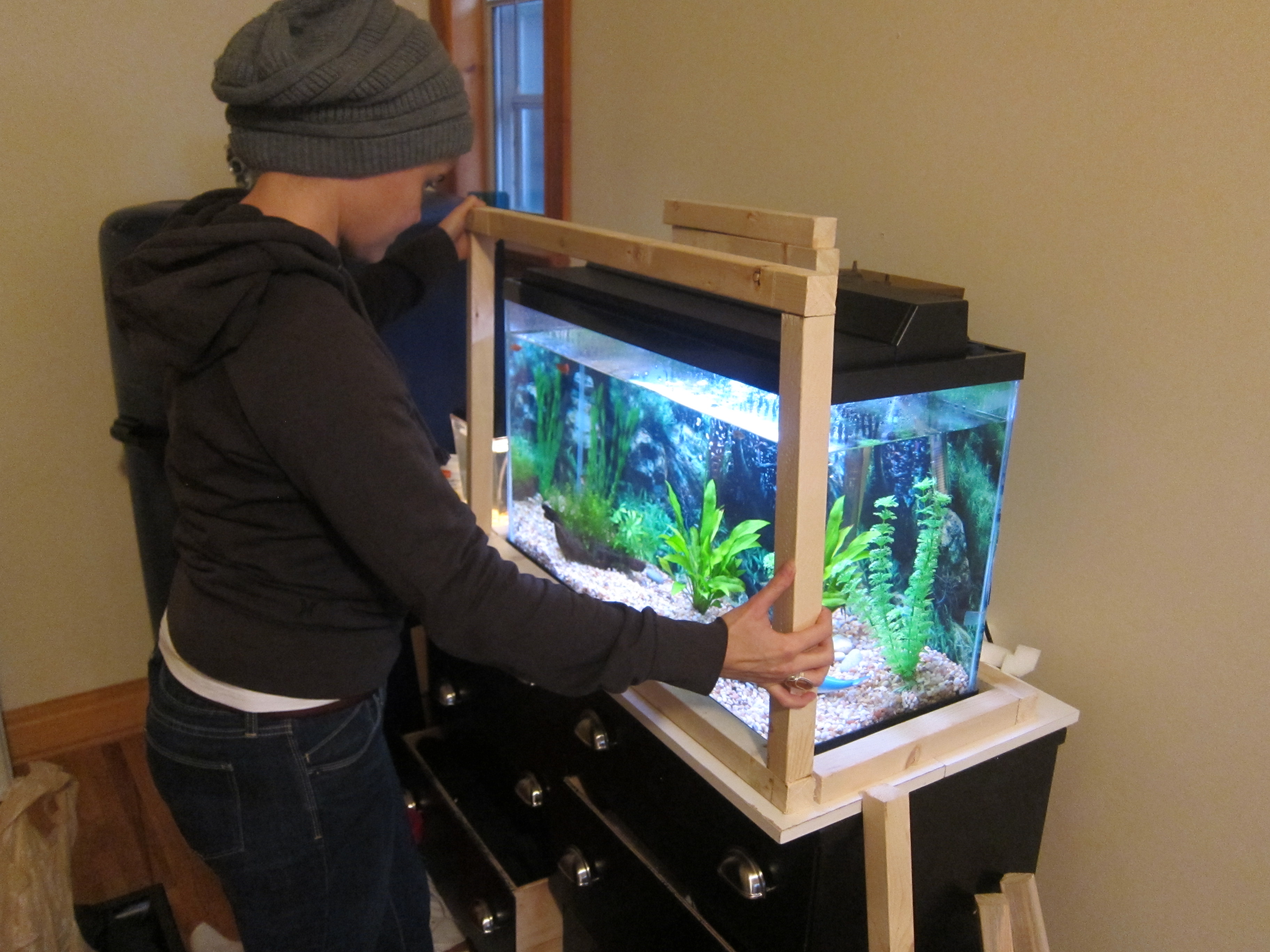 Turn your fish tank into aquaponics