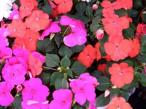 edible flowers