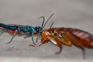 Jewel Wasp Zombie Cockroach