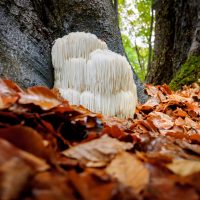 medicinal mushrooms