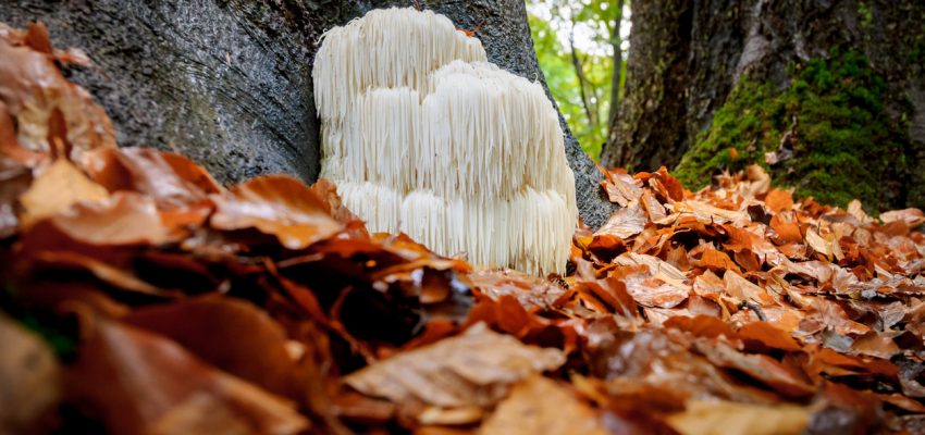 medicinal mushrooms