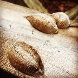 Mantis Seed cacoon