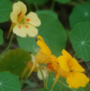 edible flowers