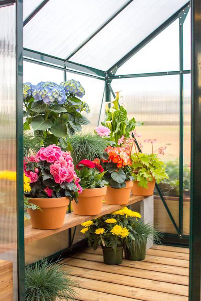 Picture of Olive Tiny House greenhouse