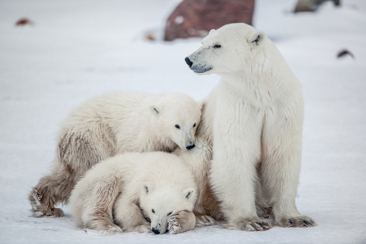polar bear extinction