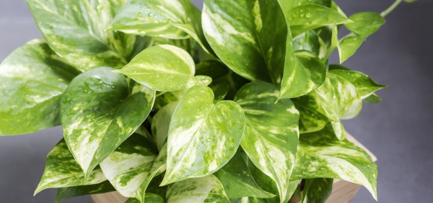 7 Houseplants That Help You Sleep Better - Greenmoxie™