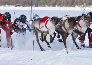 Reindeer racing