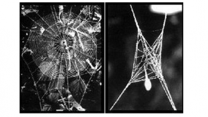 Zombie Spider Web