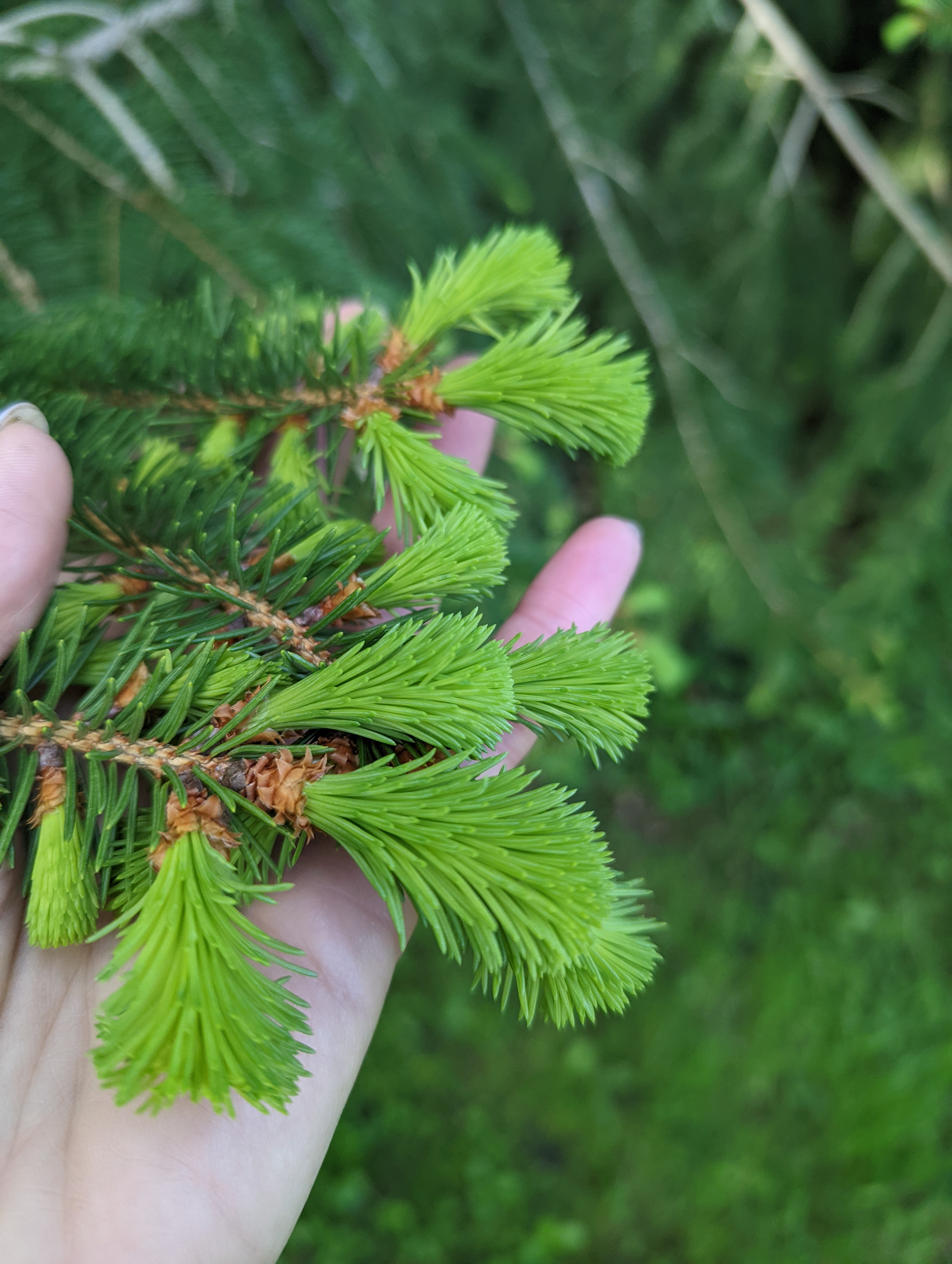 Foraging and Cooking with Spruce Tips Greenmoxie™