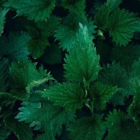 Stinging Nettle Soup Recipe