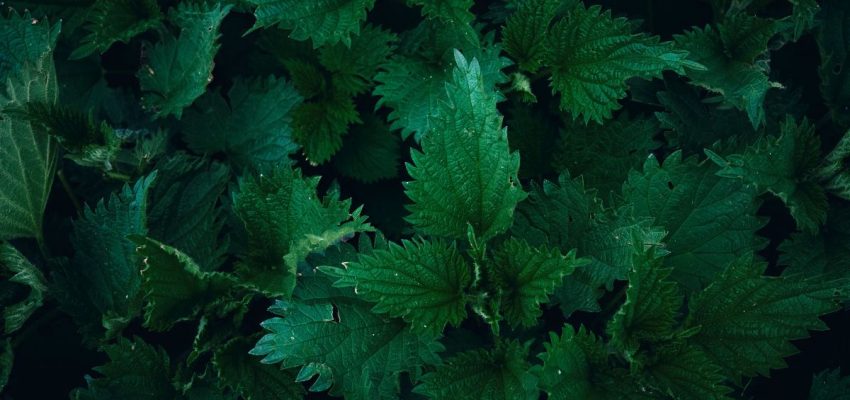 Stinging Nettle Soup Recipe
