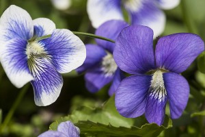 edible flowers