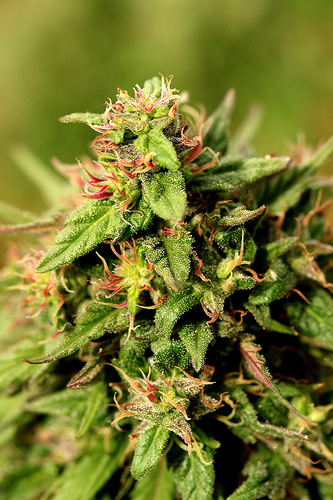 Green moxie