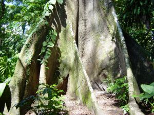 green living: Amazon
