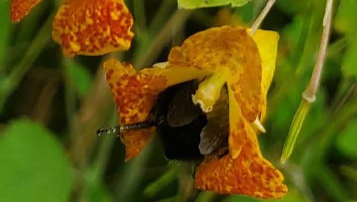 Save the Bumblebees