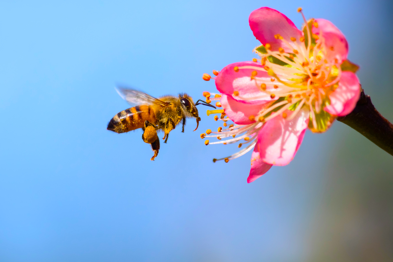 bee garden tips