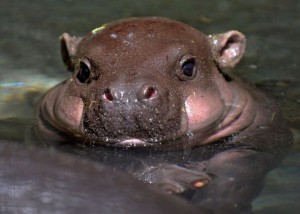 Green living: Miniature Hippo