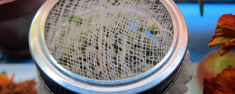 DIY Sprouting in a Mason Jar - Greenmoxie™
