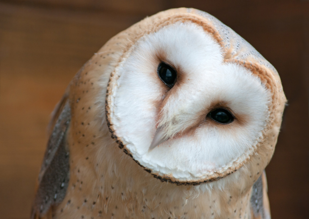 barn owl extinction