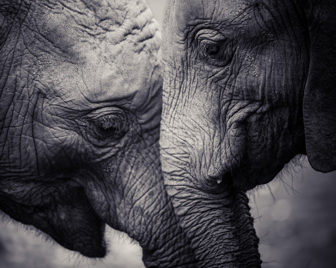 elephant extinction
