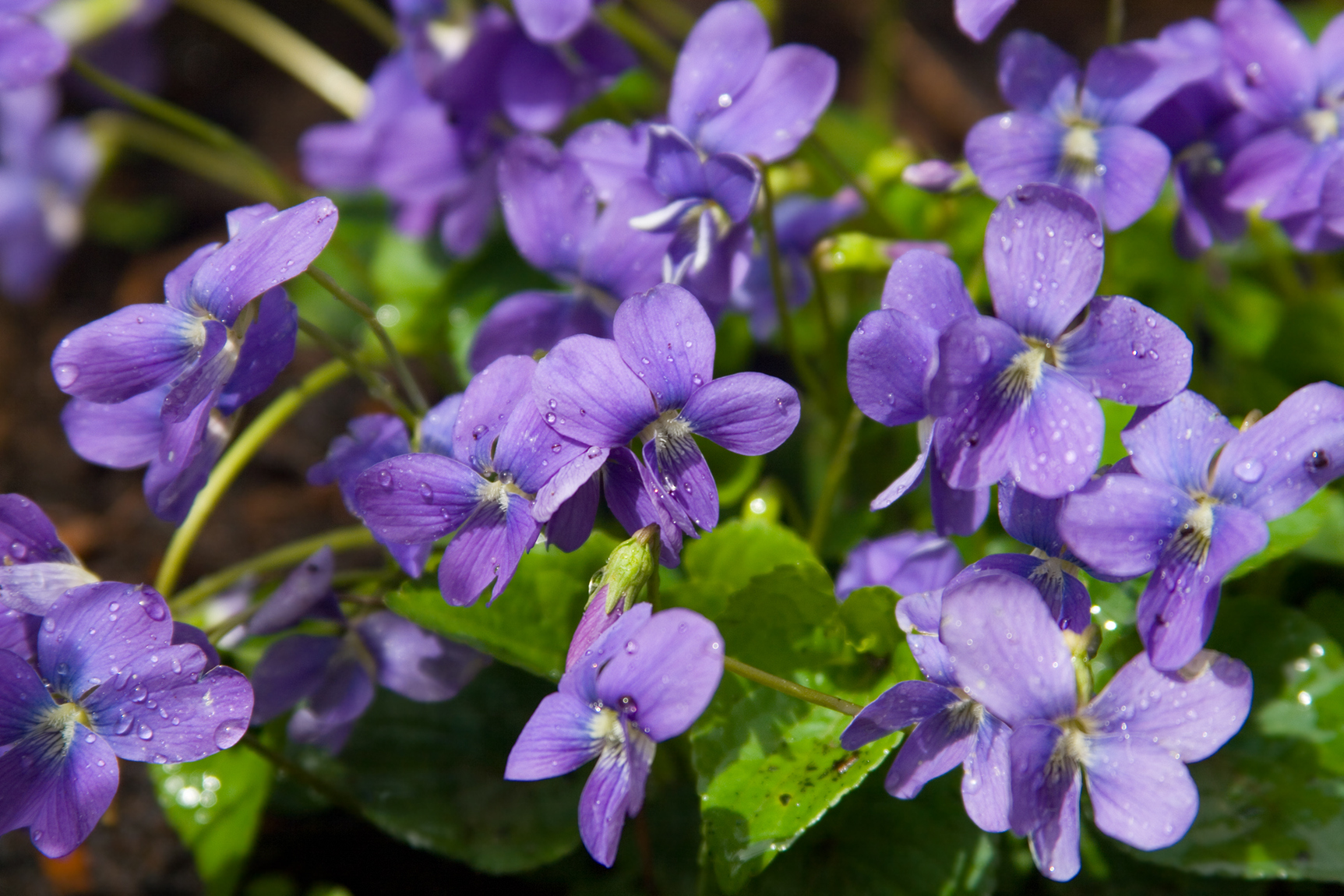 Foraging Wild Violets for Food and Medicine - Greenmoxie™